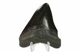 Serrated, Fossil Megalodon Tooth - South Carolina #135932-2